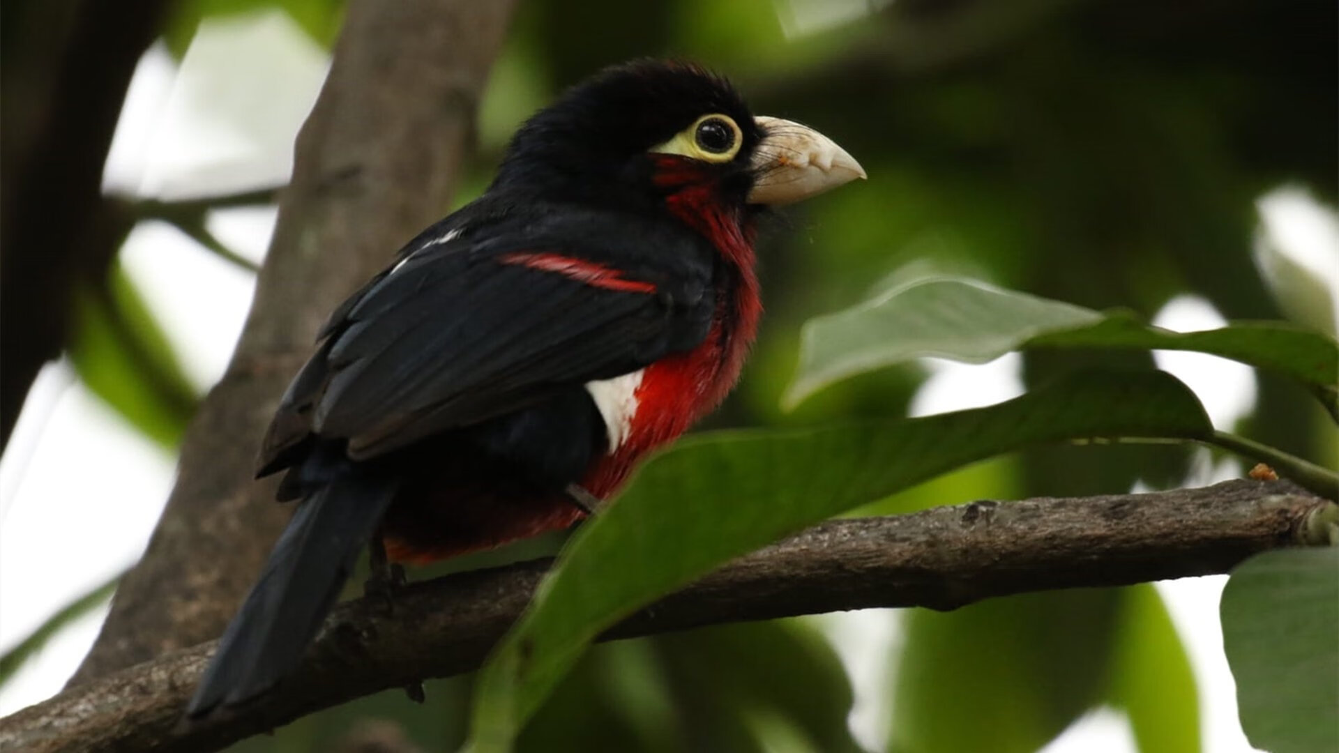 意甲激烈转折,球员采访透露战术应变中的关键细节,意甲阵容