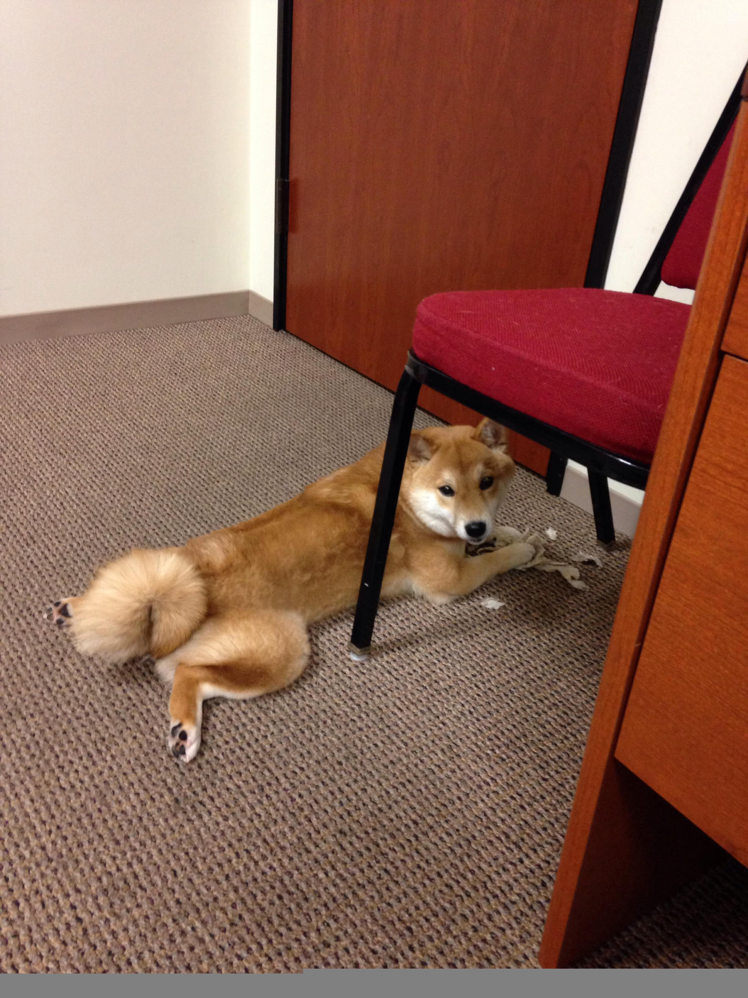 全国马术耐力赛甘肃举办圆满成功，马术比赛 中国