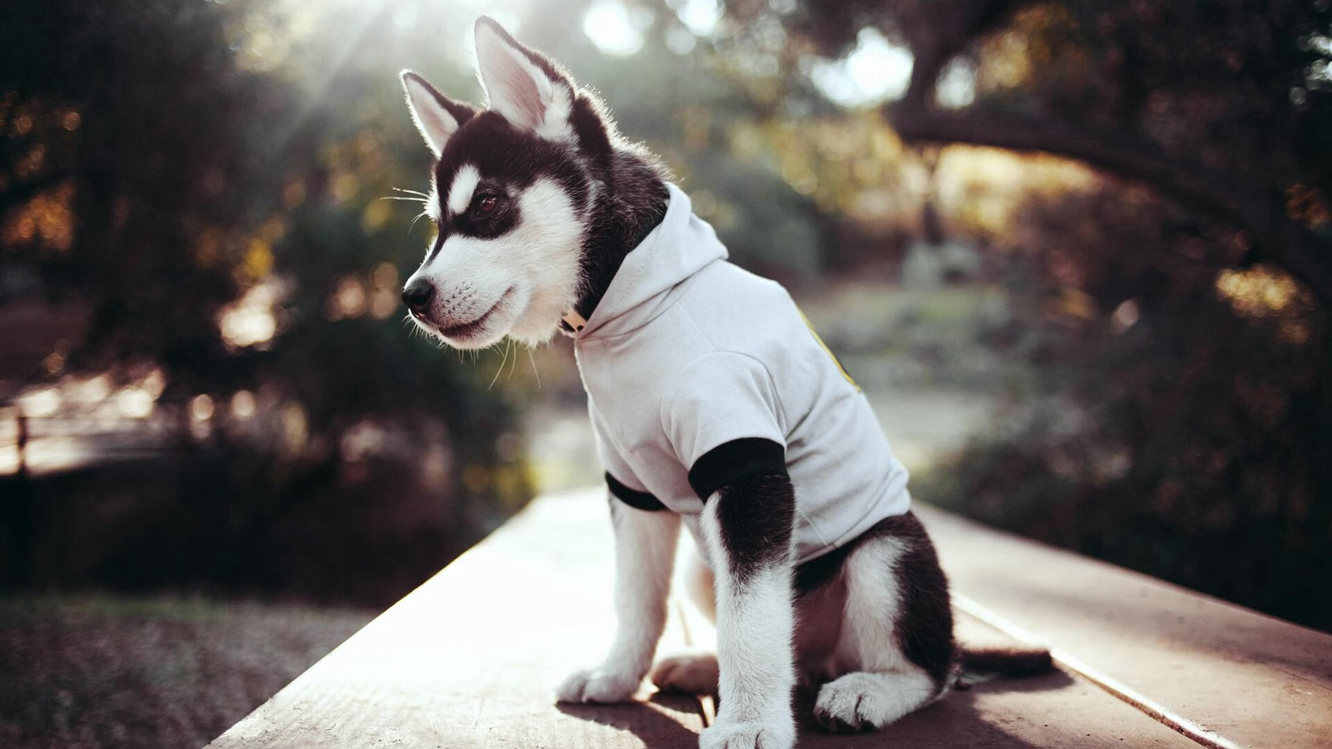 德甲逆转神话：勒沃库森顶住拜仁压力，勒沃库森去拜仁的球员