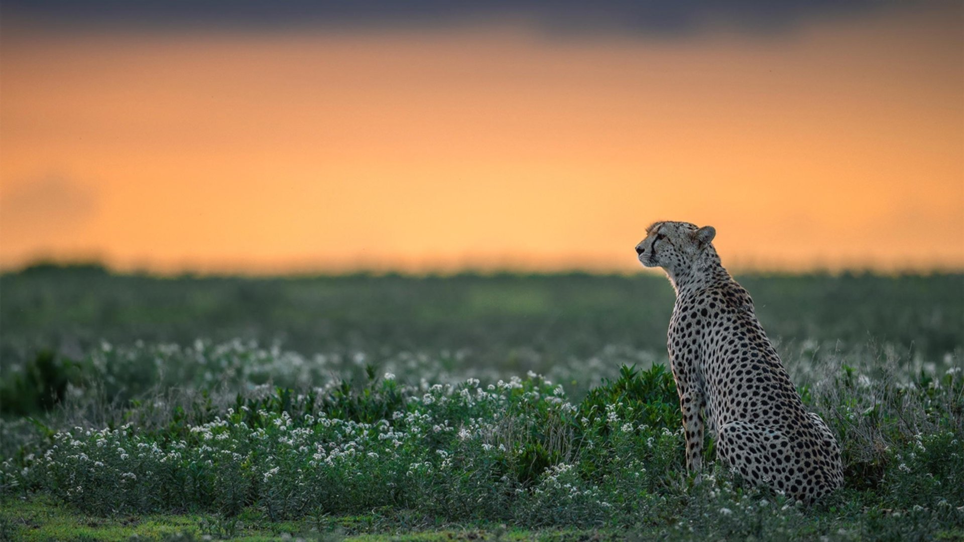 篮球竞技状态智能监控及训练调控技术，篮球监测app