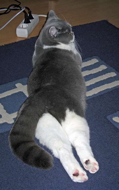 中国篮球探索智能装备辅助提升投篮精准度,篮球训练辅助工具