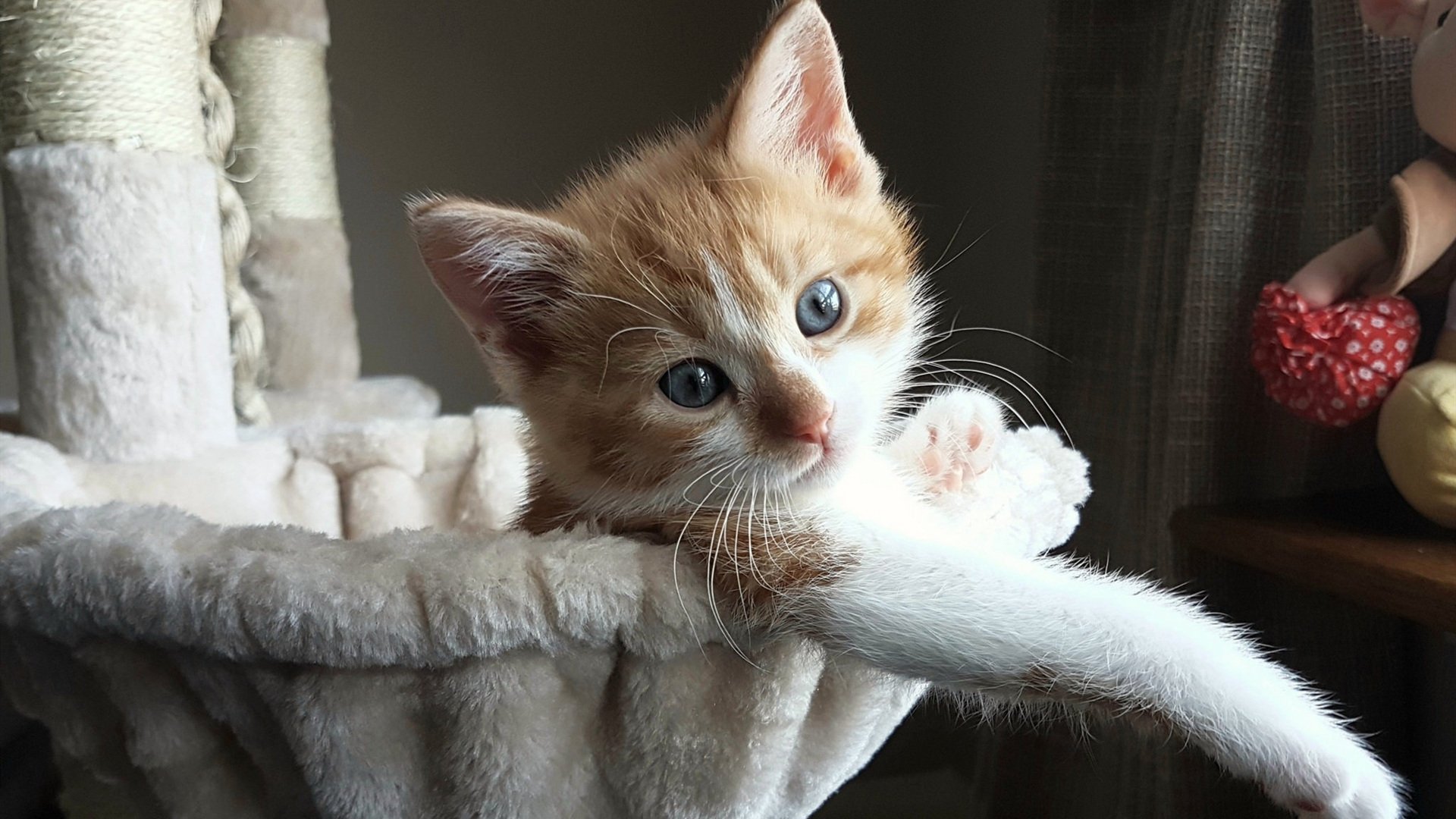 冈比亚女篮在非洲锦标赛中取得历史性突破