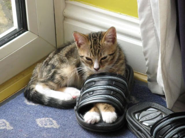 澳大利亚橄榄球赛事吸引国际企业投资，澳大利亚澳式橄榄球